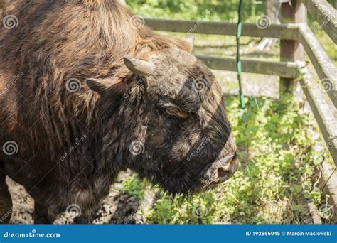 Zubron Hybrid Of Domestic Cattle And European Bison Stock Image