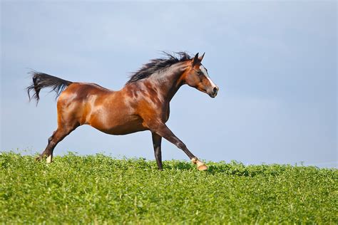 While you play with your virtual pet on line! Bay Arabian Horse running in pasture with tail held high ...