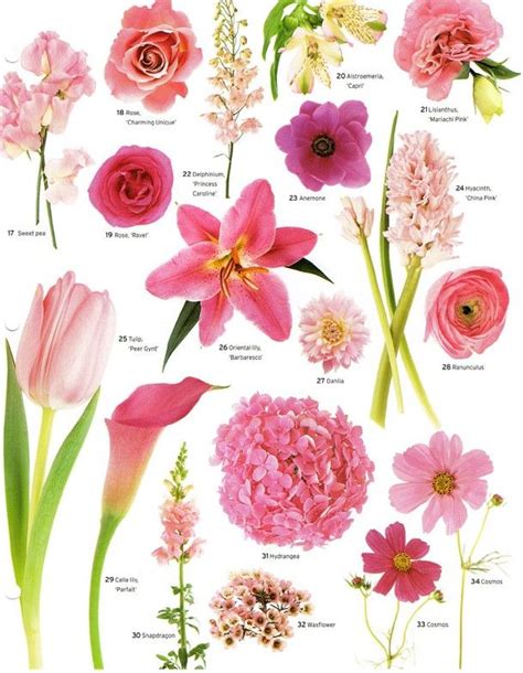 Flower Power Types Of Flowers Flower Guide Pretty Flowers