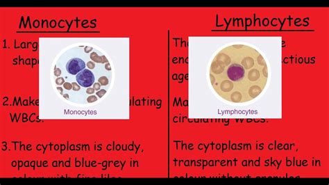 Monocytes And Lymphocytes