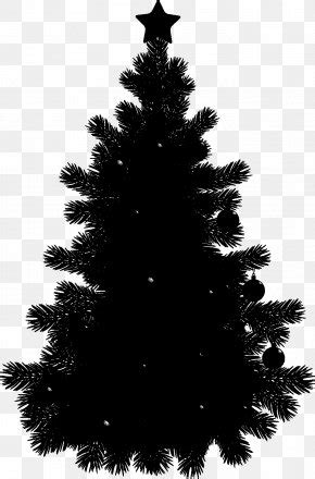 Black Pine Tree Pinus Contorta Png X Px Pine Black And White