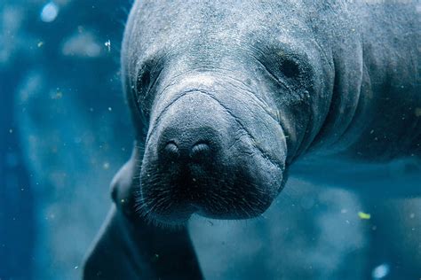 Swimming With Manatees In The Crystal River Florida Wanderlust