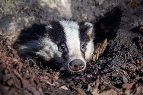 European Badger Guide Habitat Diet And Where To See Discover Wildlife