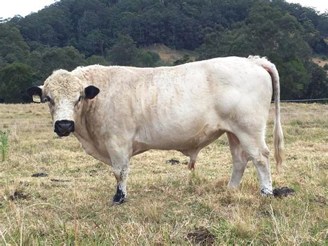 Cattle British White Rare Breeds Trust Of Australia Tidyhq