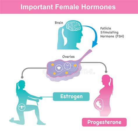 Important Female Hormones Illustration Stock Vector Illustration Of