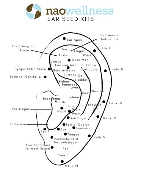 Ear Seed Placement Chart