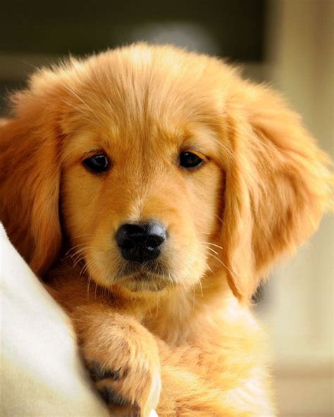 Cute For The Eyes 7 Of The Most Adorable Golden Retrievers