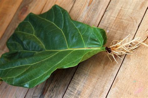 All About Fiddle Leaf Fig Care Tips And Easy Propagation