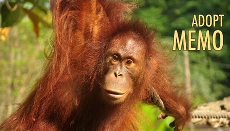 Semenggoh wildlife rehabilitation centre near kuching. 110 best Adopt an Orangutan! images on Pinterest | Baby ...