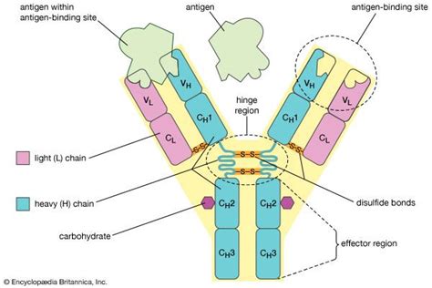 Antibody Definition Structure Function And Types