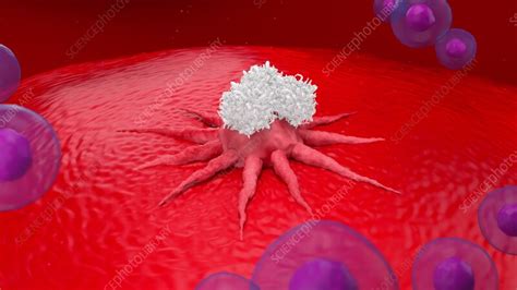 White Blood Cells Attacking Cancer Cell Animation Stock Video Clip