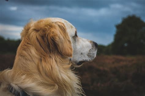 Golden Retriever Ear Shape and its Purpose (Quick Guide)