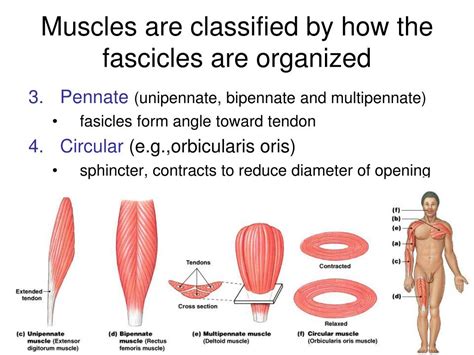 Three Types Of Skeletal Muscle