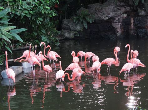 Hd Wallpaper Flock Of Flamingos Pink Flamingos Reflection Bird