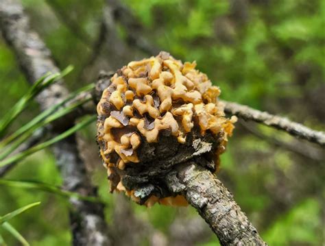 Pine Oak Gall Rust This Is A Picture Of Cronartium Quercuu Flickr