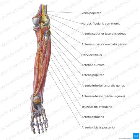 Nervus Suralis Anatomie Verlauf Funktion Und Biopsie Kenhub