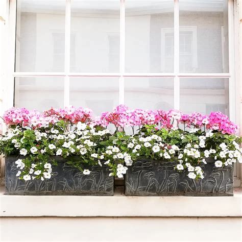 20 Best Flowers For Window Boxes What To Plant In A Window Box In
