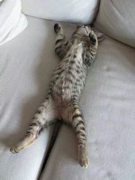 A Cat Laying On Its Back With Its Paws In The Air While Stretched Out