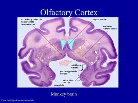 PPT - Olfactory system, Amygdala and Hippocampus PowerPoint