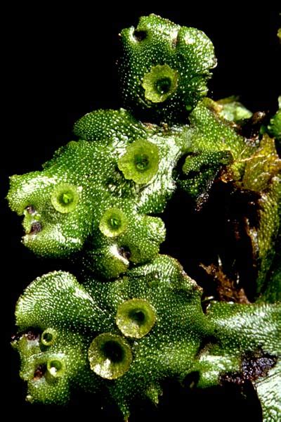 The cup of lifethe cup of life. Splash cups - Liverworts and hornworts - Te Ara ...