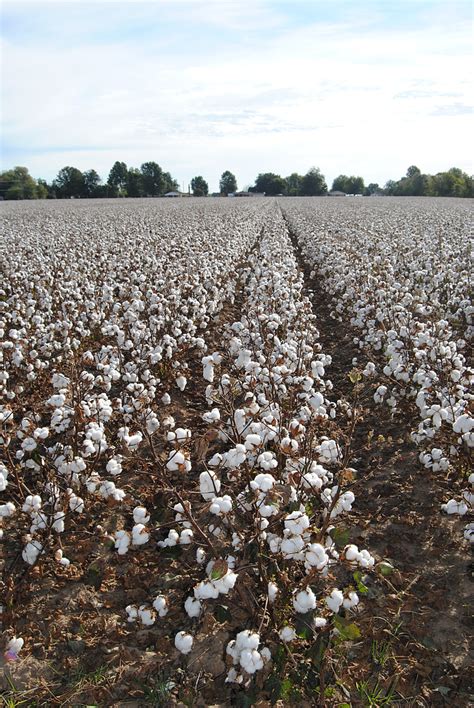 Free Photo Cotton Field Agriculture Harvest Crop Missouri Fall