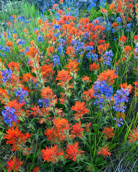 Oregon Wildflowers Mike Putnam Photography
