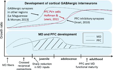 Developmental Trajectory Of Cortical Gabaergic Interneurons And