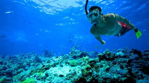 Key West Snorkeling Coral Reef Snorkeling In Key West