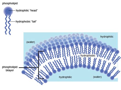 What is a cell composed of. Lipids | Shmoop