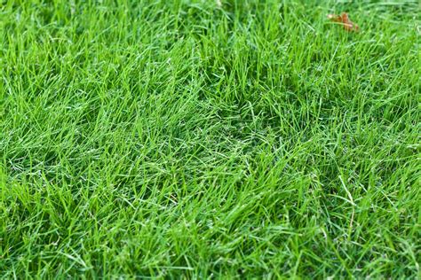 Fall And Fescue Grass Proactive Pest Control