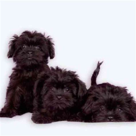 Information On Affenpinscher Puppies For Sale In Michigan
