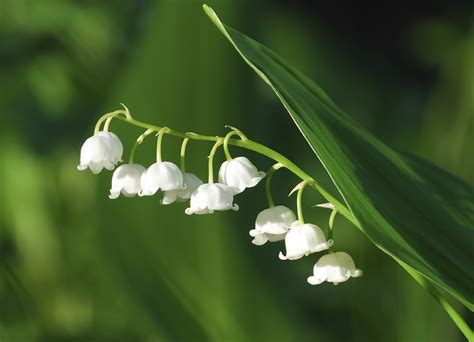 Lily Of The Valley Is Toxic To Dogs Pet Poison Helpline