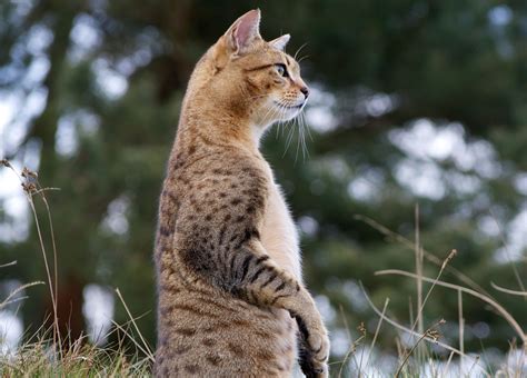 Egyptian Mau Cat — Full Profile History And Care