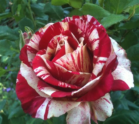 Long Stemmed Rose Hybrid Tea Raspberry Tiger 175mm Pot Dawsons