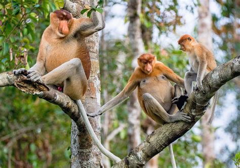 Brunei River Mangrove Tour Discover Proboscis Monkeys And Crocodiles