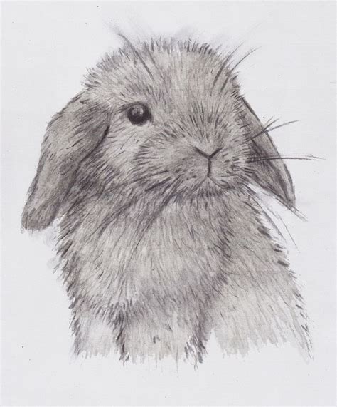 Adorable Mini Lop Bunny Sketch