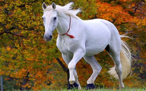 Best white wallpaper, desktop background for any computer, laptop, tablet and phone. White Horse Wallpaper | HD Wallpapers