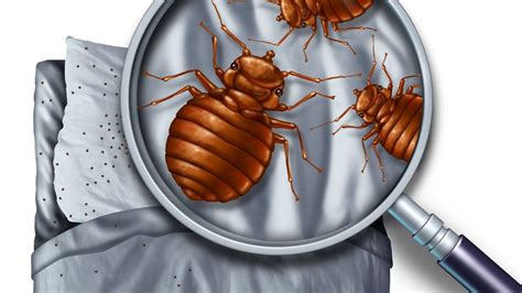 9 Bugs Commonly Found In Beds Pest Control