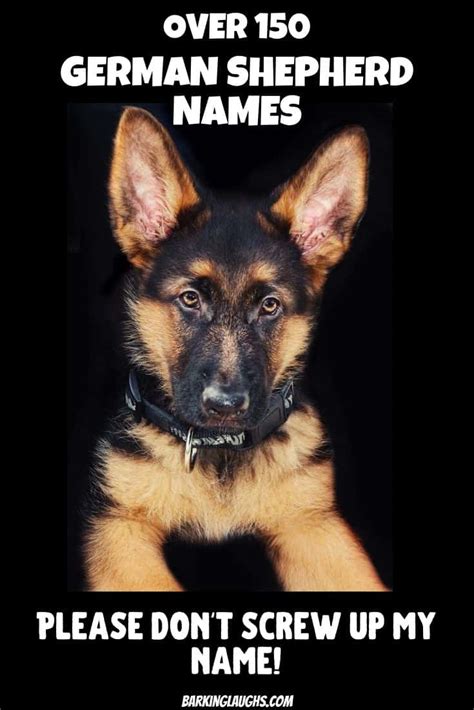 200 Amazing German Shepherd Names With Meanings Updated 2020