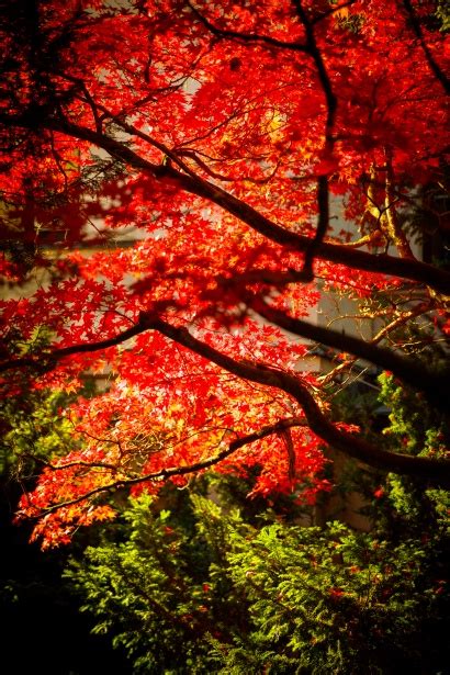 Japanese Maple Tree Free Stock Photo Public Domain Pictures