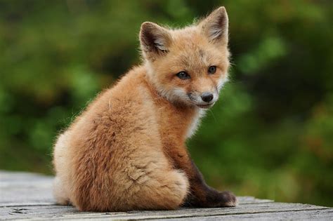 Baby Red Fox Photograph By Curtis Patterson Pixels