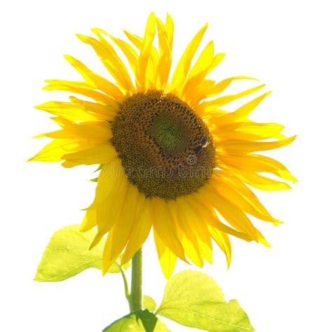Yellow Sunflower With Green Leaves Stock Photo Image Of Season