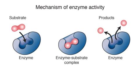 Biology How Enzymes Work Sinaumedia