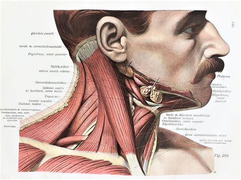 Neck And Throat Muscles Ligaments Tendons Bones C1900 Etsy Ligaments And Tendons Muscle