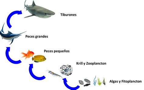 Cadena Tr Fica Tambi N Conocida Como Cadena Alimentaria
