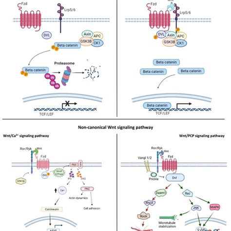 Canonical Wnt Signaling Activity Is Controlled By Components Of The