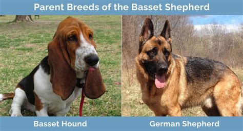 Basset Shepherd Basset Hound And German Shepherd Mix Info Pictures