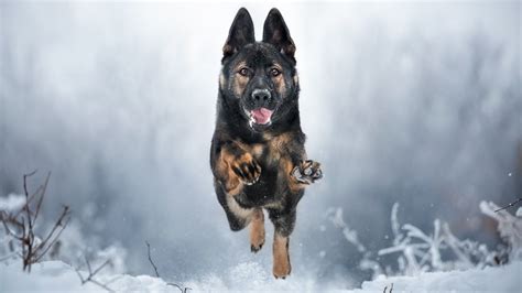 Wallpaper Id 860352 Snow German Shepherd Dog Dog Dog Breed 1080p