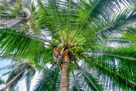 Climbing Coconut Tree Stock Photos Pictures And Royalty Free Images Istock