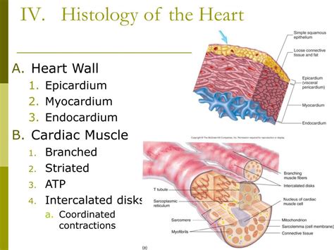 Heart Wall Histology